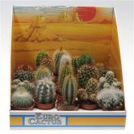 Cactus MIX Showdoos 05/15  X 12 (1005) - Cactus Mix Showdoos (1005)