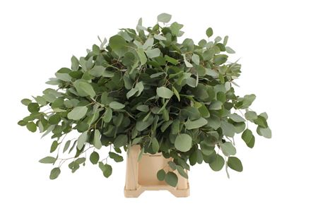Populus
