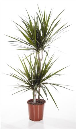 Dracaena Marginata Magenta 24/140