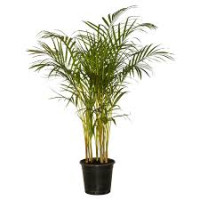 Dypsis Lutescens 19/100