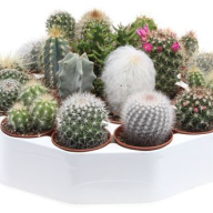 Cactus MIX Rondo 505/10 (104) - 1602.970x0
