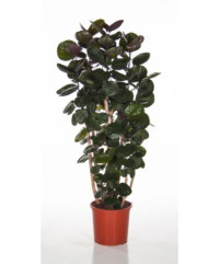 Polyscias Fabian 17/90