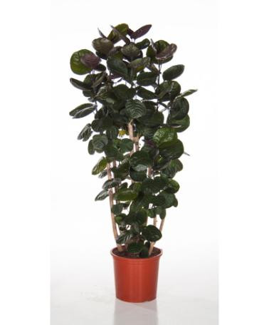 Polyscias Fabian 17/90