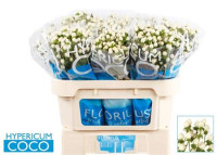 Hypericum Uno White X10