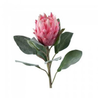 Protea Cylindrica Madiba X5
