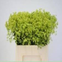Dried Ostrich Feather White Big (пір'я)