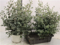 Eucalipt Cinerea 70 sm