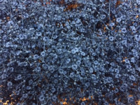 Gypsophila Million Star Light blue Holland