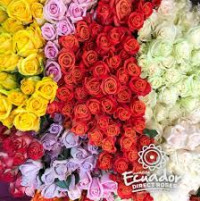 Special mix color 80 sm Ecuador