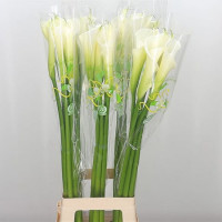 Zanted Z Highwood X10 Holland