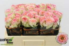 Rose Flashba Summerh 50 sm