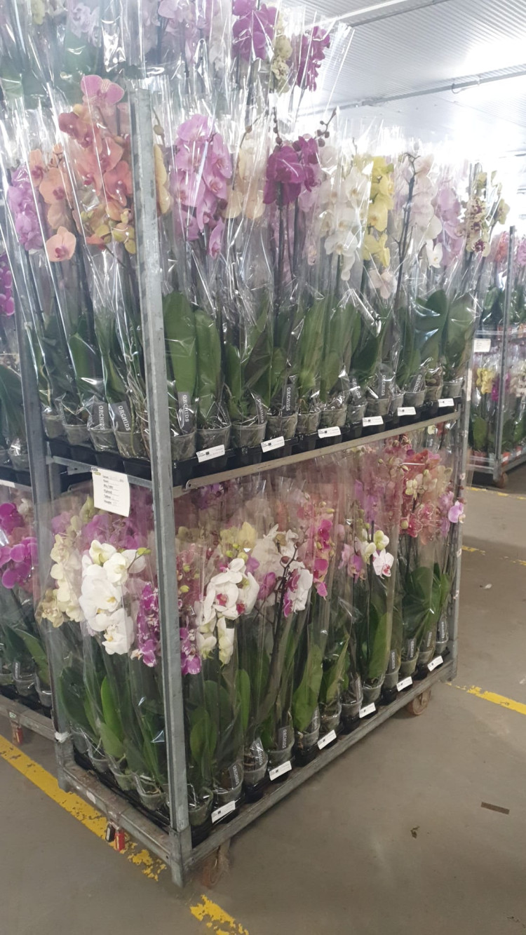 Phal A2 2/3-tak TerLaak Mix 12/70