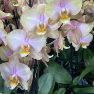 Phal 2-tak Fonda Piko 12/60 - зображення_viber_2025-08-06_17-14-13-228