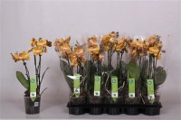 Phal 2-tak Fonda Piko 12/60