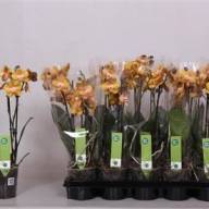 Phal 2-tak Fonda Piko 12/60 - IMG-333e9211ccae88978d73ec5597278e95-V