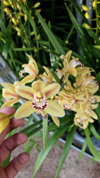 Cymbidium 1-tak Oranje 12/55