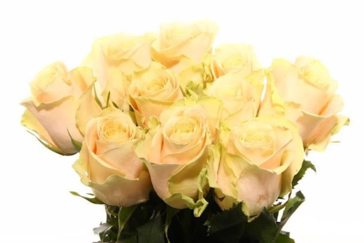 Rose Charmant 35 sm