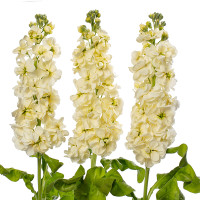 Matthiola Centum Cream X10