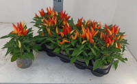 Capsicum An Joker 12/20