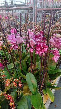 Phal 2-tak Phalaenova OV Pink/Pars 12/65