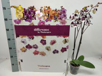 Phal 2-tak Phalaenova 10kleuren Mix 12/65