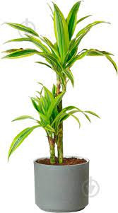 Dracaena De Lemon Lime 24/145