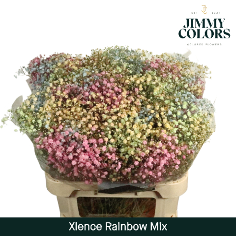 Gypsophila Rainbow Mix X25 Holland