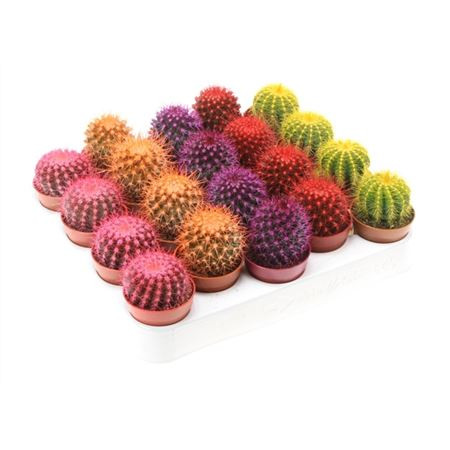 Cactus Rainbow Mix 505/08