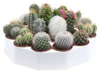 Cactus Mix Rondo (ca5003)  5,5/8