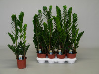 Zamioculcas Zamiifolia 17/80