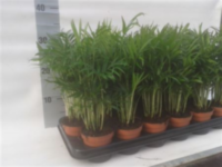 Chamaedorea Elegans