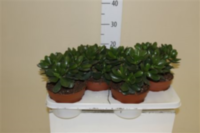 Crassula Magical Tree