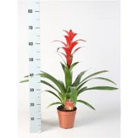 Guzmania Mix 9/25