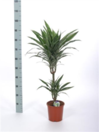 Dracaena Frag Warneckei 45-15 (grower)
