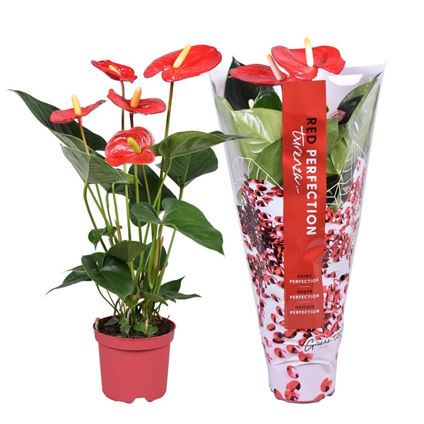Anthurium Turenza 14/55