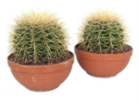 Echinocactus Grusonii