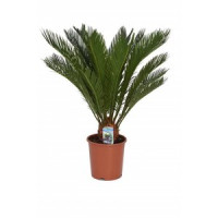 Cycas Revoluta 20/60