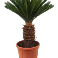 Cycas Revoluta 20/60 - 1838.970x0
