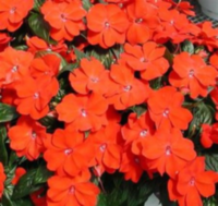 Impatiens Ng Orange (grower)