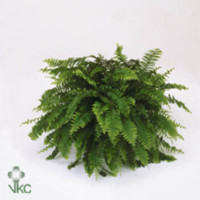 Nephrolepis Boston