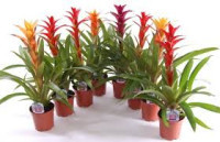 Guzmania Red 12/55