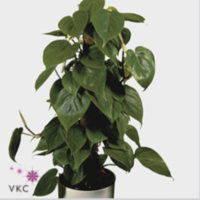Philodendron Scandens Mosstok
