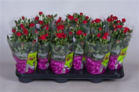 Rosa Parade Karina (grower)