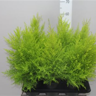Cupressus Wilma 14/70 - 1828.970x0