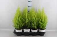 Cupressus Wilma 14/70