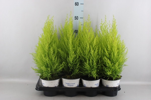 Cupressus Wilma 14/70