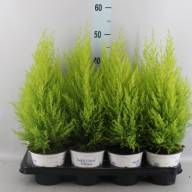 Cupressus Wilma 14/70 - CUPRESSUS WILMA 14.70