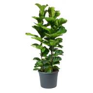 Ficus Lyrata 3pp 30/200 - Ficus Lyrata 3pp 30 200