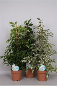 Ficus Lyrata 3pp 30/200