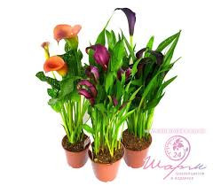 Zantedeschia Ov 9/25